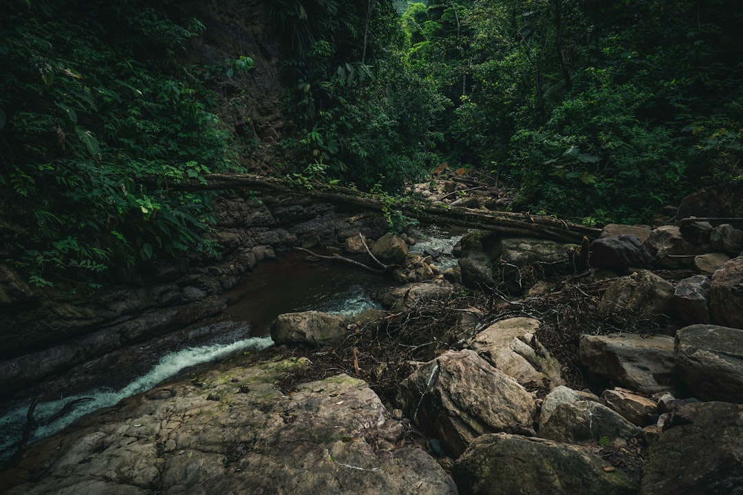river in the middle of forest